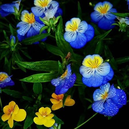 fleurs pansy