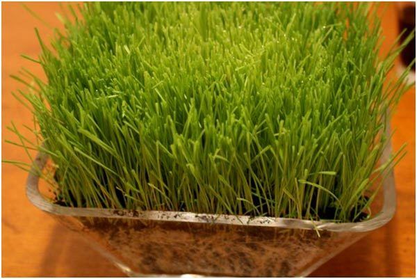 avantages de poudre d'herbe de blé