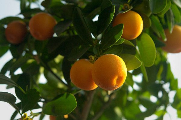avantages d'orange pour la santé