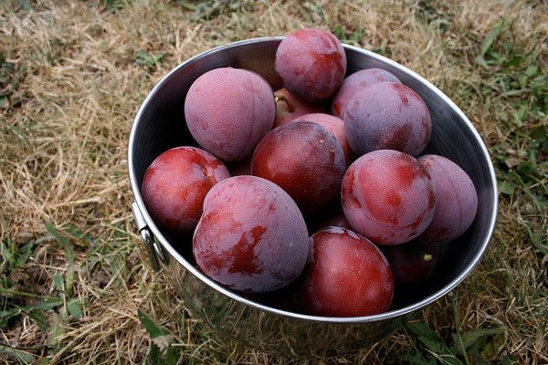 prunes avantages pour la santé de fruits