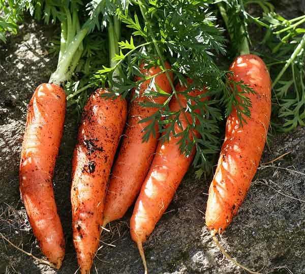 avantages carotte de beauté
