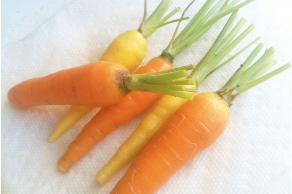 carottes avantages