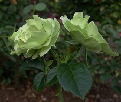 Greensleeves Rose