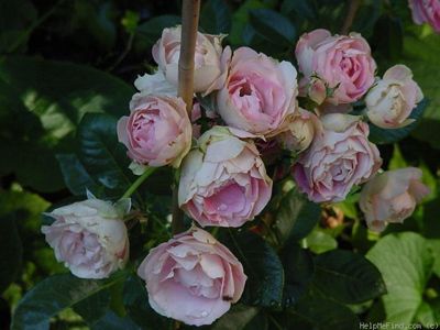 Acropole Rose
