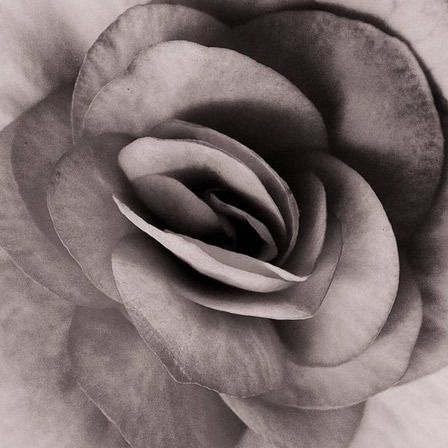 Gris Paper Roses