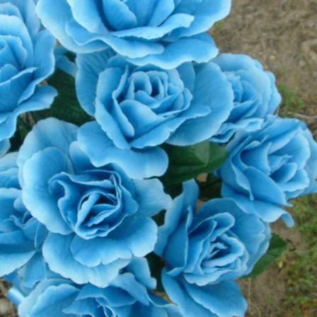 roses en papier bleu