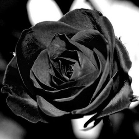 roses de papier noir