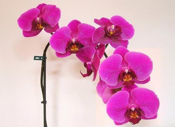 orchidées phalaenopsis