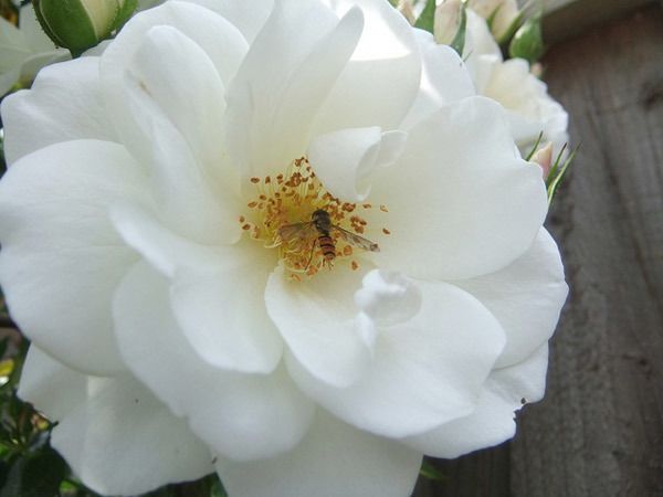 Snow Mountain Rose