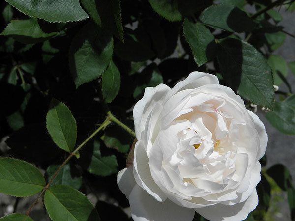 Wollerton Old Hall Rose