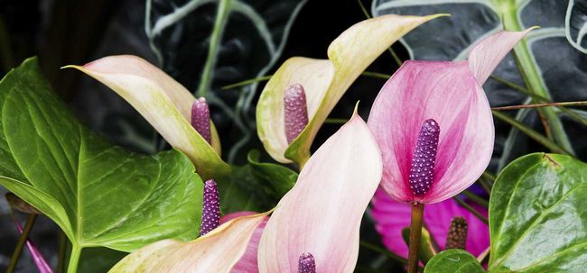 Top 15 plus belles fleurs d'anthurium Photo