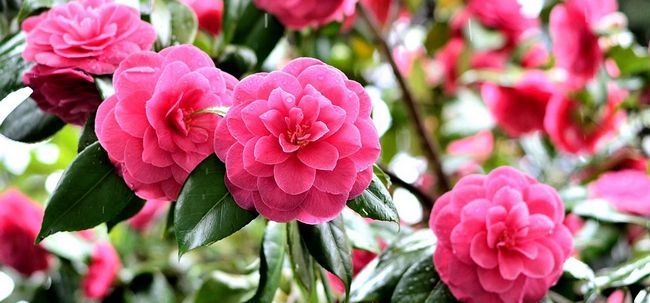 Top 15 plus belles fleurs de camélia Photo