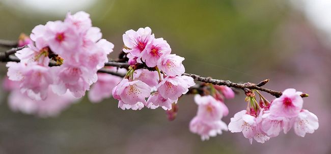 Top 15 plus belles fleurs de fleurs de cerisier Photo