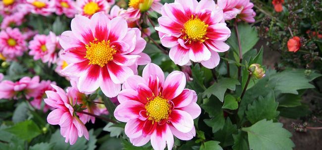 Top 15 plus belles fleurs de dahlia Photo