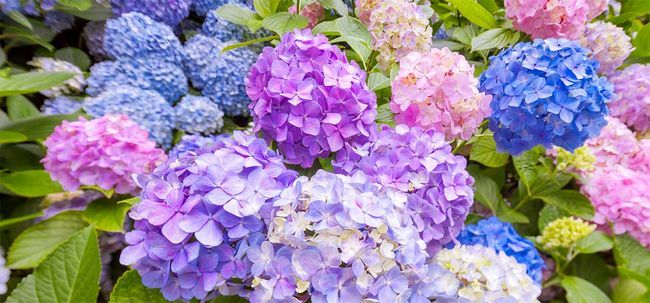 Top 15 plus belles fleurs d'hortensia Photo