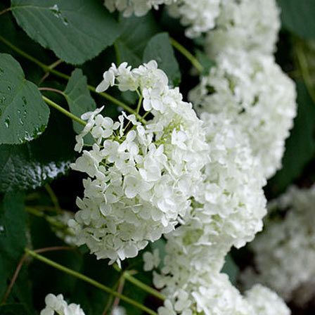 Hydrangea-Arborescence-Annabelle fleur