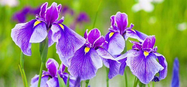 Top 15 plus belles fleurs d'iris Photo