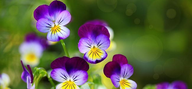 Top 15 plus belles fleurs pansy Photo