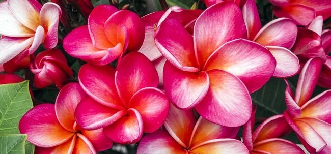 Top 15 plus belles fleurs de frangipanier Photo