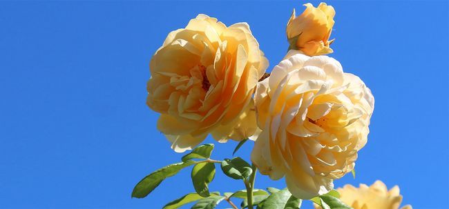 Top 15 plus belles fleurs rose Photo