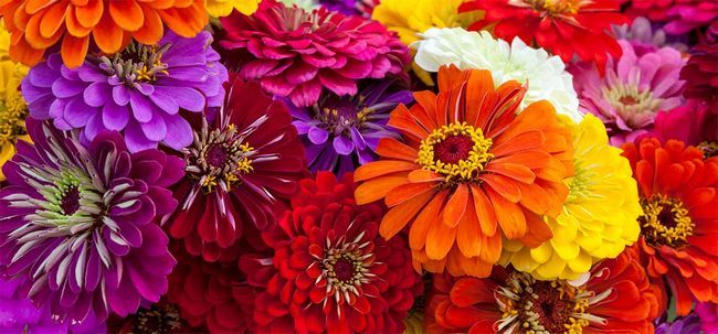 Top 15 plus belles fleurs de zinnia Photo