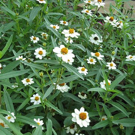 zinnia blanc angustifolia étoiles