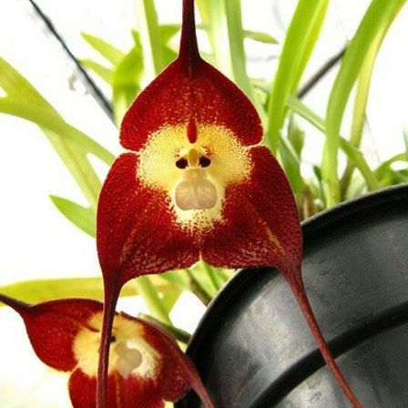 Monkey Face orchidée