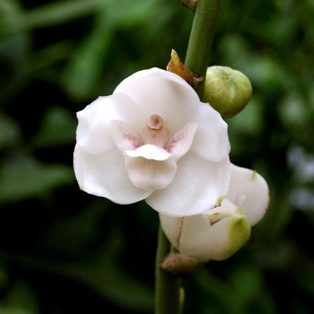 colombe orchidée