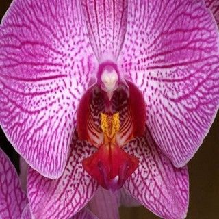 Le siège orchidée d'oiseau
