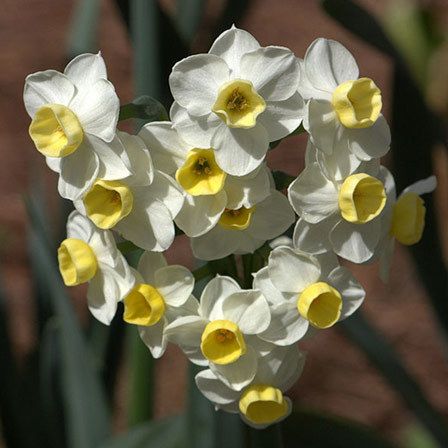 avalanche narcisse