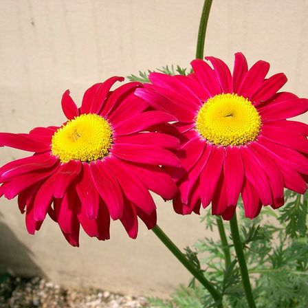 Robinson's Red Painted Daisy