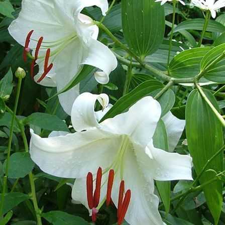 Lily Oriental Casa Blanca