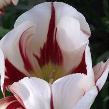 Himalaya White Tulip