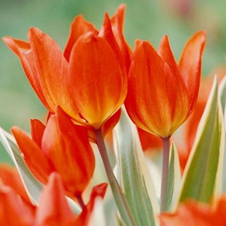 tulipes unicum