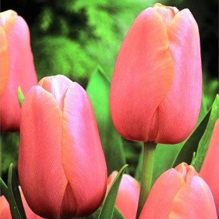 tulipes menton