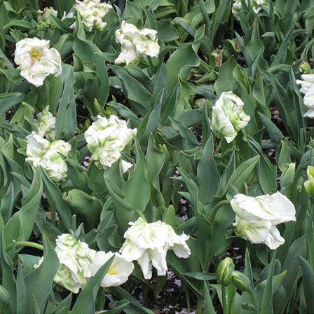 tulipe perroquet blanc