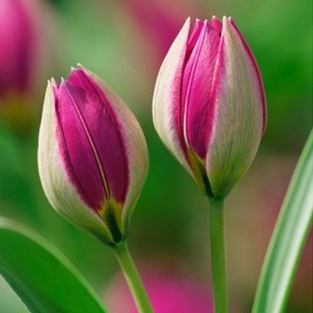 tulipe perle persan