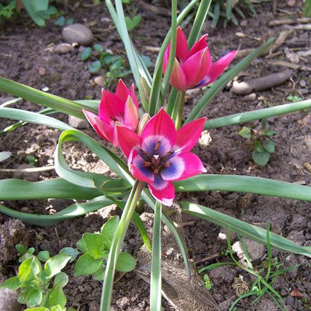 Tulip fleurs petite beauté