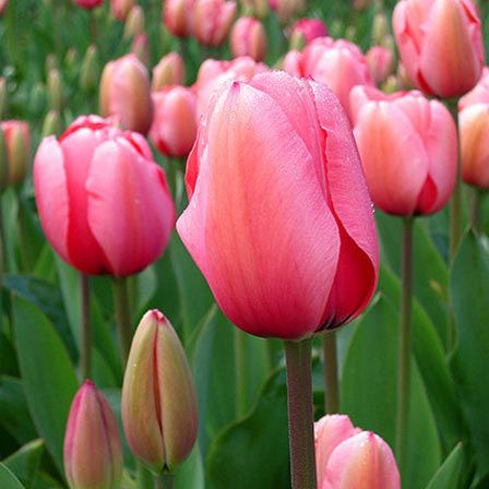dame tulipe