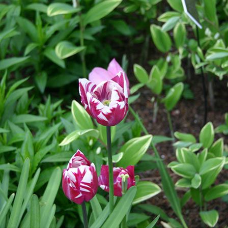 tulipe Zurel