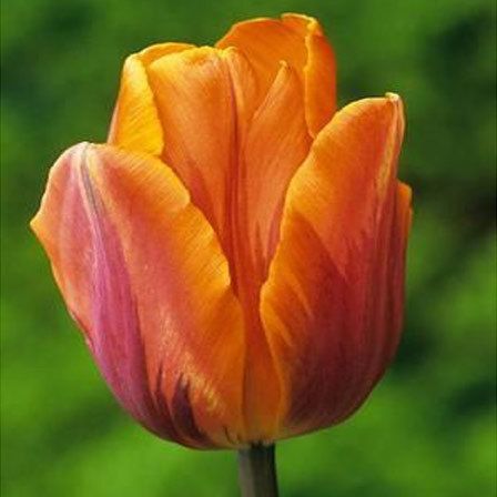 prinses irene tulipe