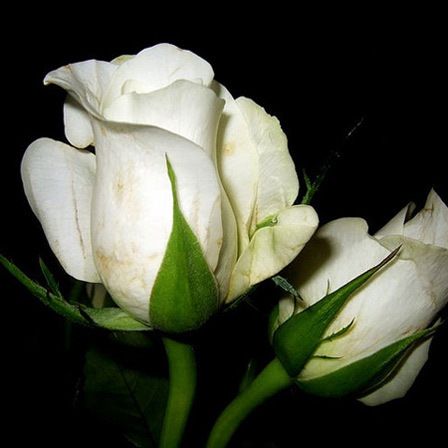 blanc fleur de lys