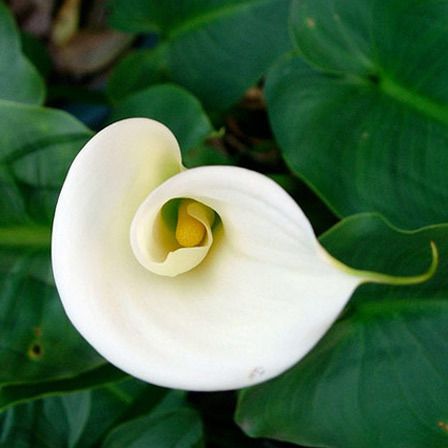 calla blanc fleurs de lys