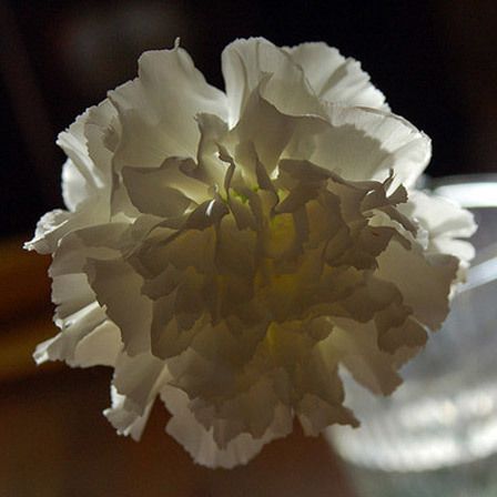 fleurs oeillet blanc