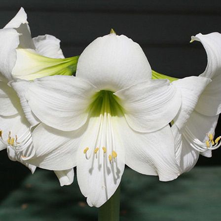 Blanc Amaryllis Fleur