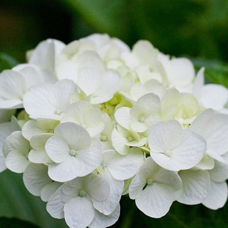 fleurs d'hortensia blanc