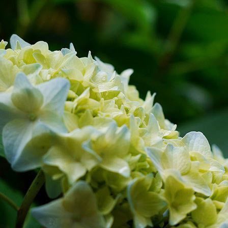 fleurs d'hortensia jaunes