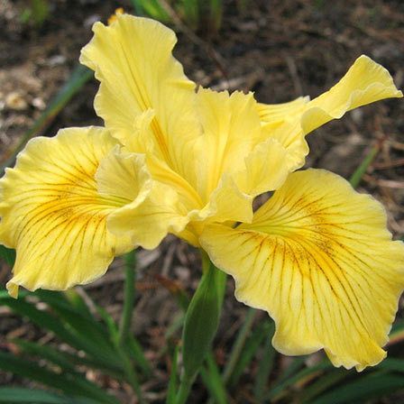 fleur d'iris