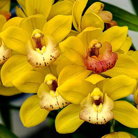 orchidées jaunes fleurs