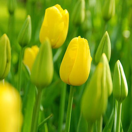 tulipes jaunes images